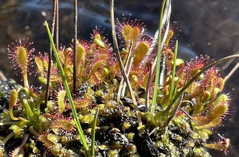 Drosera anglica, photographed by abogomazova