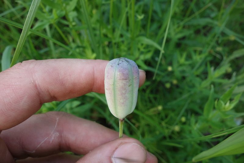 Fritillaria meleagroides, photographed by Aleksei Baushev