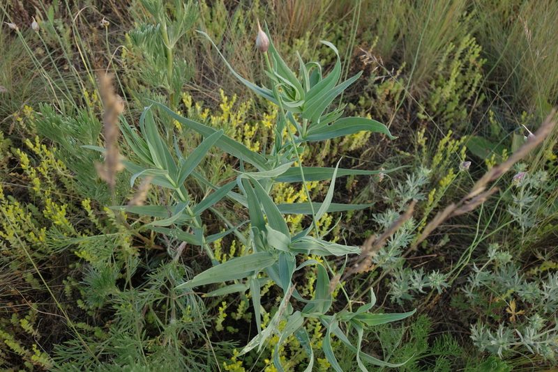 Gypsophila paniculata, photographed by Aleksei Baushev