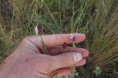 Allium rotundum