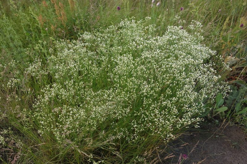 Eremogone longifolia, photographed by Aleksei Baushev