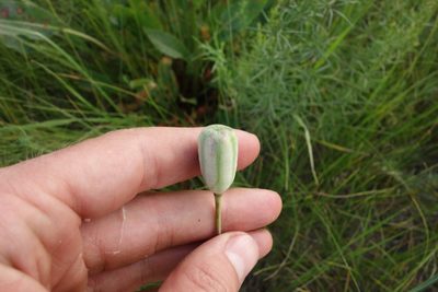 Fritillaria meleagroides, photographed by Aleksei Baushev