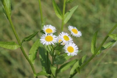 Erigeron annuus, photographed by Violet T.