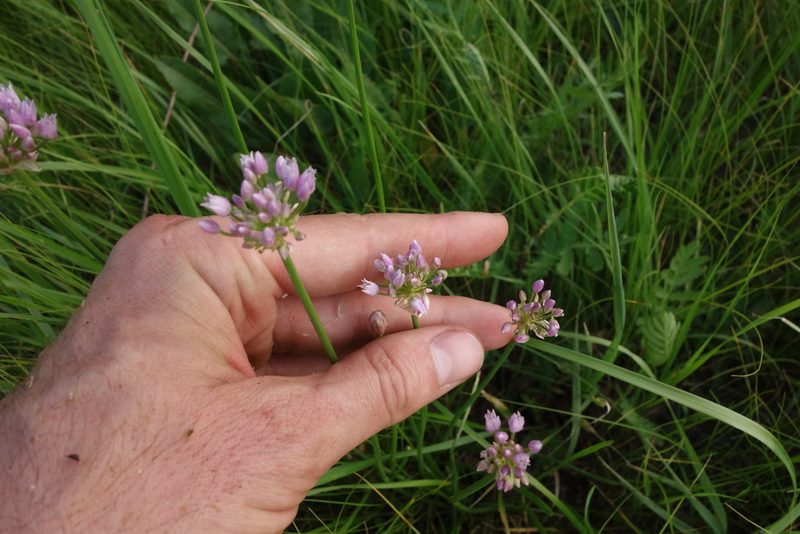 Allium angulosum, photographed by Aleksei Baushev