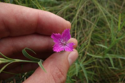 Dianthus chinensis, photographed by Aleksei Baushev