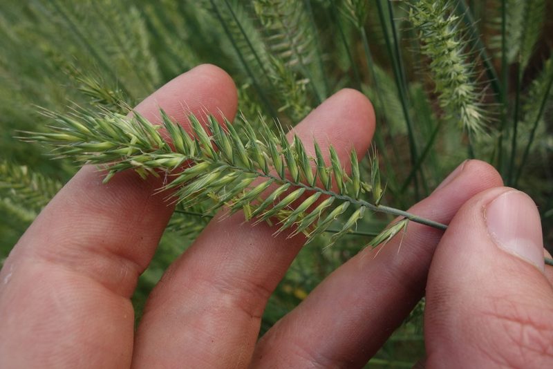 Agropyron cristatum, photographed by Aleksei Baushev