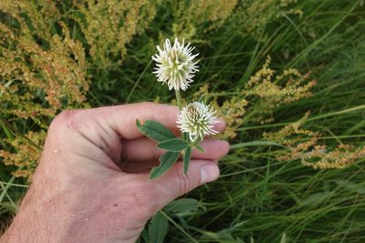 Trifolium montanum, photographed by Aleksei Baushev