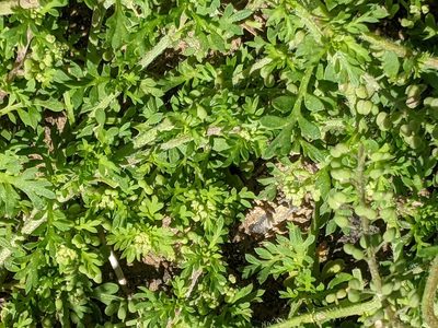 Lepidium didymum, photographed by Piermario Maculan