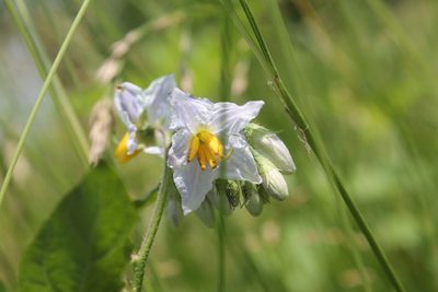 Solanum carolinense, photographed by Violet T.