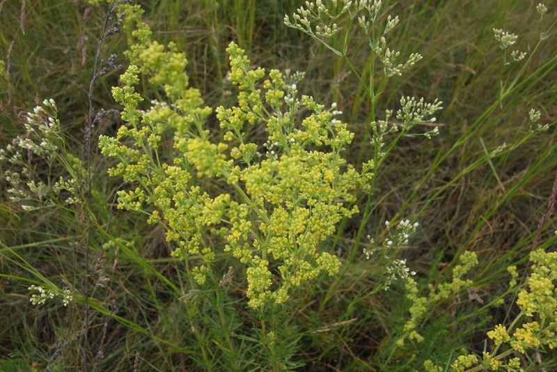 Galium verum, photographed by Aleksei Baushev