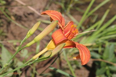 Hemerocallis fulva, photographed by Violet T.