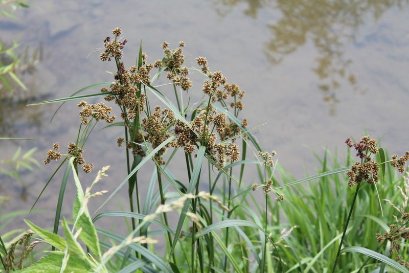 Scirpus atrovirens, photographed by Violet T.