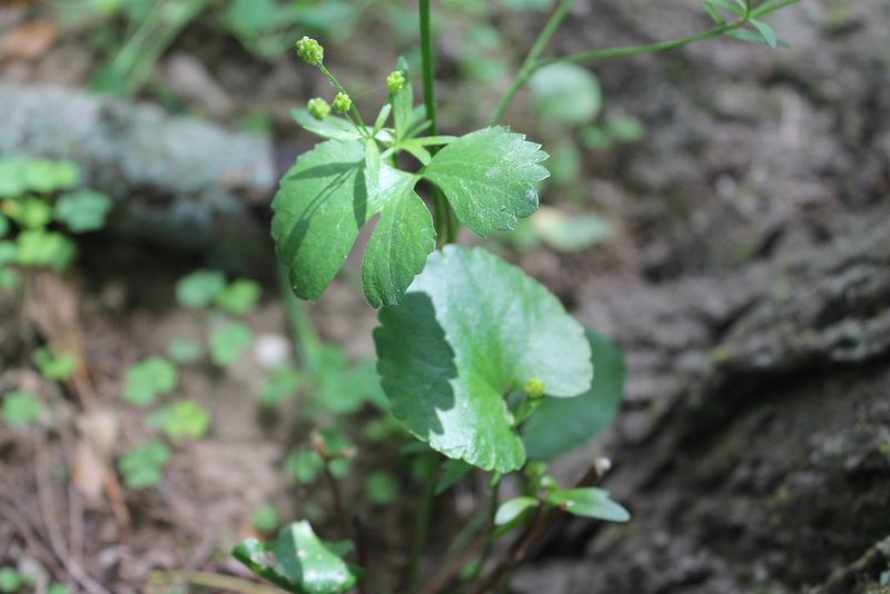 Ranunculus abortivus, photographed by Violet T.