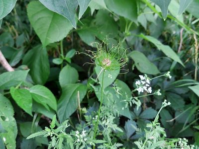 Allium vineale, photographed by Nicholas Stockmaster