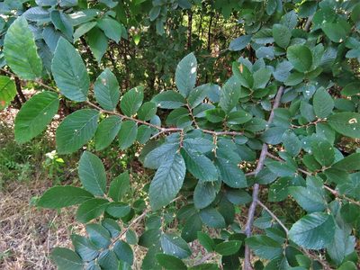 Ulmus crassifolia, photographed by Annika Lindqvist