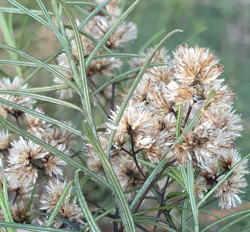 Cassinia quinquefaria, photographed by ronavery