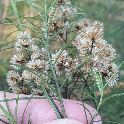 Cassinia quinquefaria, photographed by ronavery