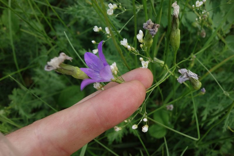 Campanula stevenii, photographed by Aleksei Baushev