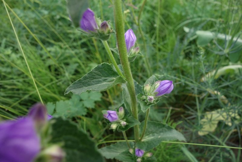 Campanula glomerata, photographed by Aleksei Baushev