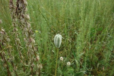 Fritillaria meleagroides, photographed by Aleksei Baushev