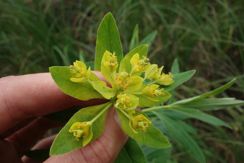 Euphorbia palustris, photographed by Aleksei Baushev