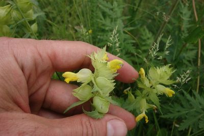 Rhinanthus major, photographed by Aleksei Baushev