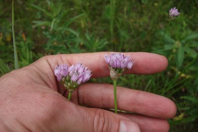 Allium angulosum, photographed by Aleksei Baushev