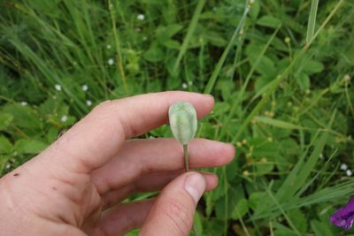 Fritillaria meleagroides, photographed by Aleksei Baushev