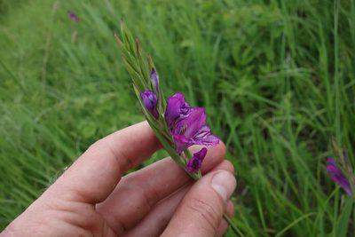 Gladiolus tenuis, photographed by Aleksei Baushev