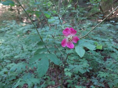 Rosa pendulina, photographed by J V