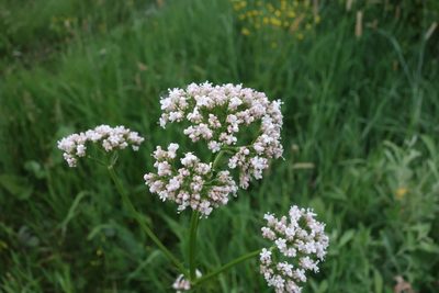 Valeriana officinalis, photographed by Aleksei Baushev