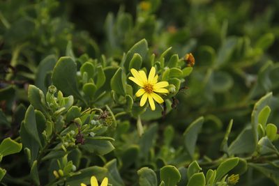 Chrysanthemoides monilifera, photographed by Tony Rebelo