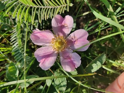 Rosa arkansana, photographed by Scott Allen Davis