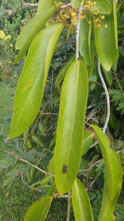 Hypserpa laurina, photographed by Jane C Frost