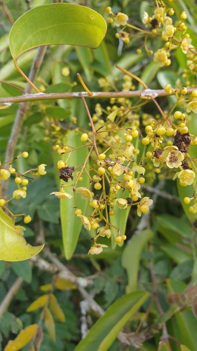 Hypserpa laurina, photographed by Jane C Frost