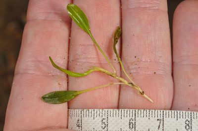 Potamogeton cheesemanii, photographed by Pieter Pelser
