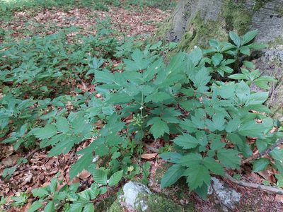 Actaea spicata, photographed by J V
