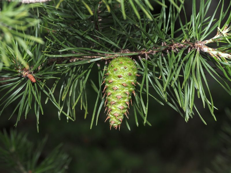 Pinus virginiana, photographed by Jeff Clark
