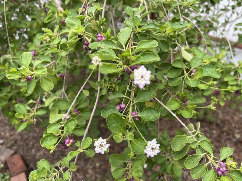 Lantana involucrata, photographed by Darren Oh