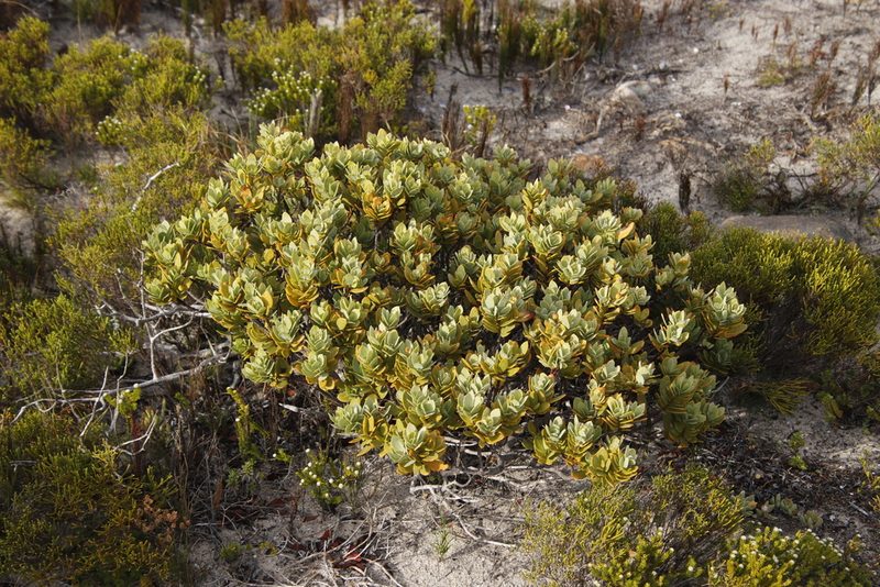 Osyris compressa, photographed by Tony Rebelo