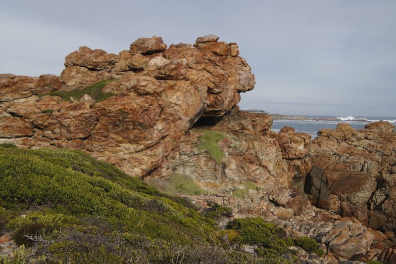 Drosanthemum candens, photographed by Tony Rebelo