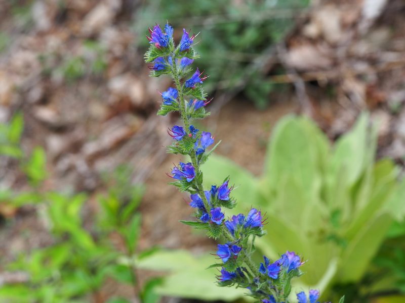 Echium vulgare, photographed by Clay Gibbons