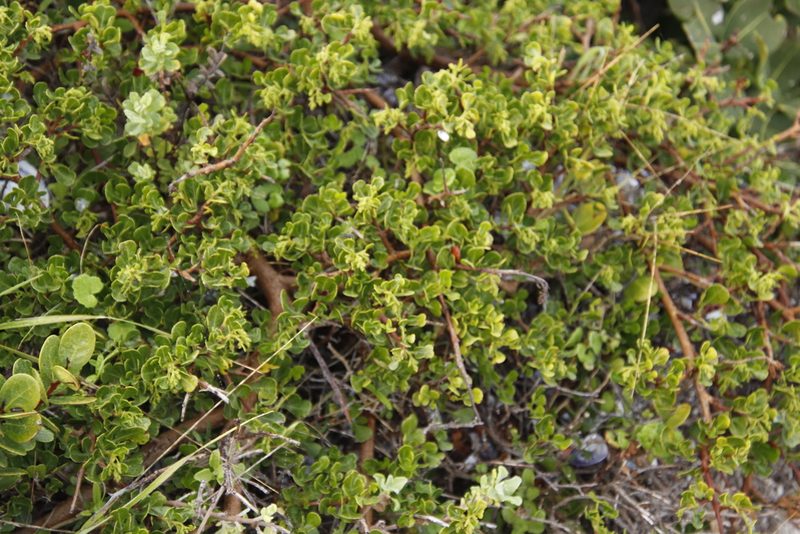 Searsia glauca, photographed by Tony Rebelo