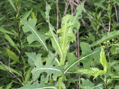 Lactuca serriola, photographed by Jeff Clark