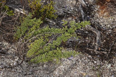 Asparagus capensis, photographed by Tony Rebelo