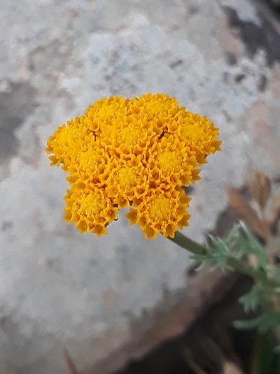 Lonas annua, photographed by Karim Haddad