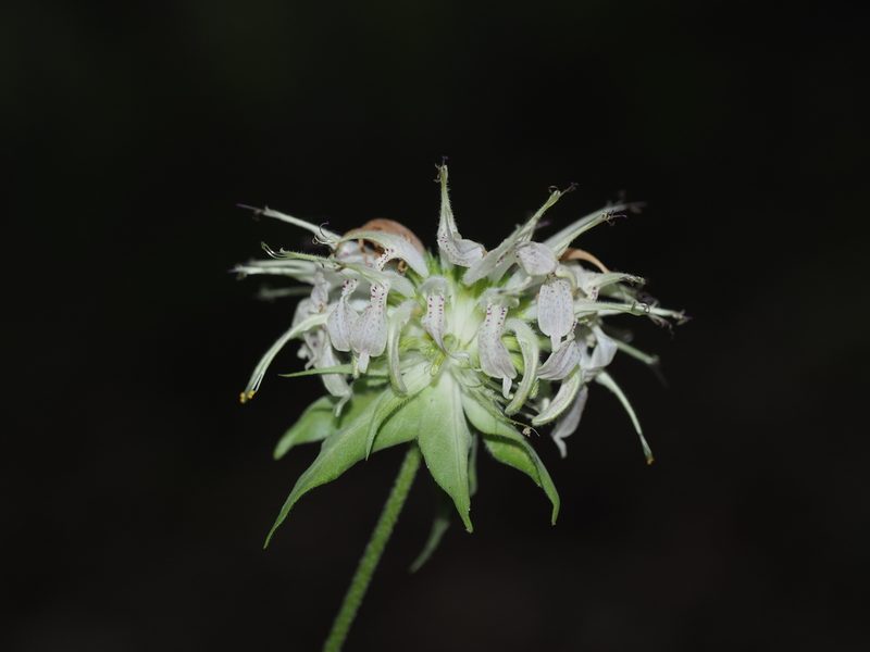 Monarda clinopodia, photographed by Clay Gibbons