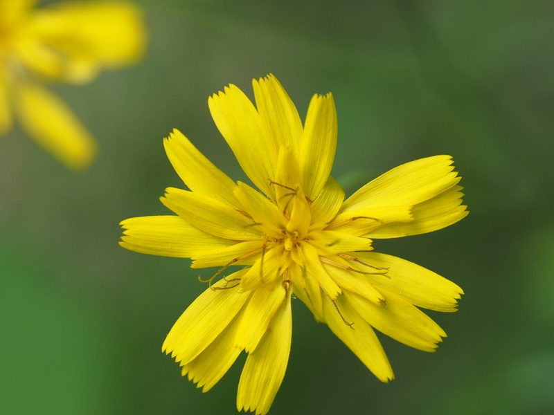 Hieracium venosum, photographed by Clay Gibbons