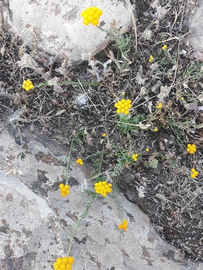 Lonas annua, photographed by Karim Haddad