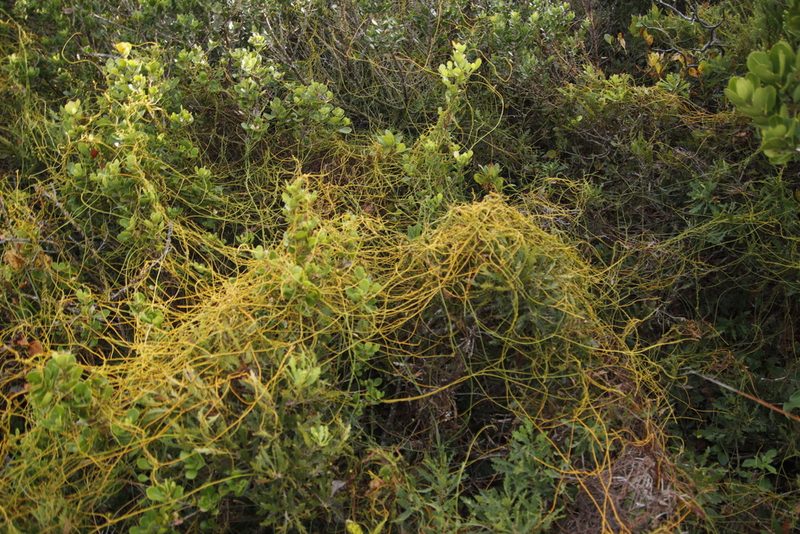 Cassytha ciliolata, photographed by Tony Rebelo
